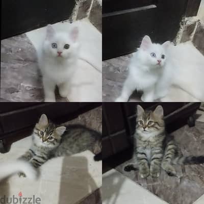 قطط شيراز بيور