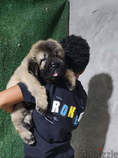 The best Caucasian Shepherd puppy