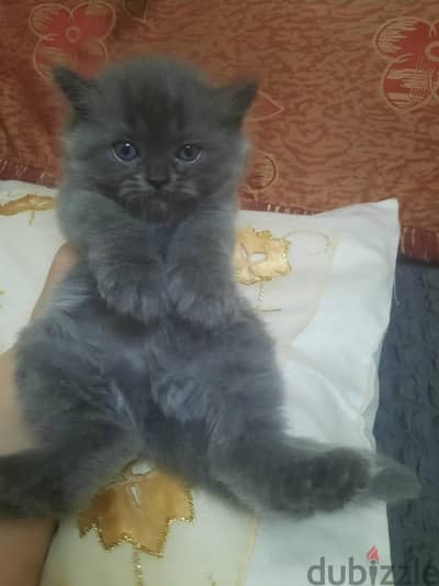 Small Cats