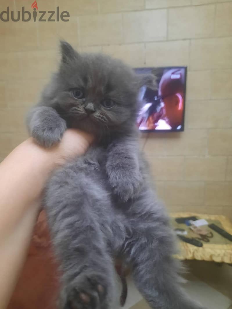 Small Cats 1