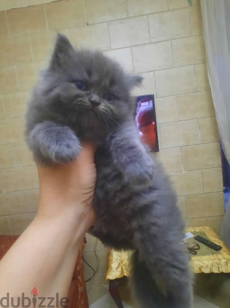 Small Cats 2