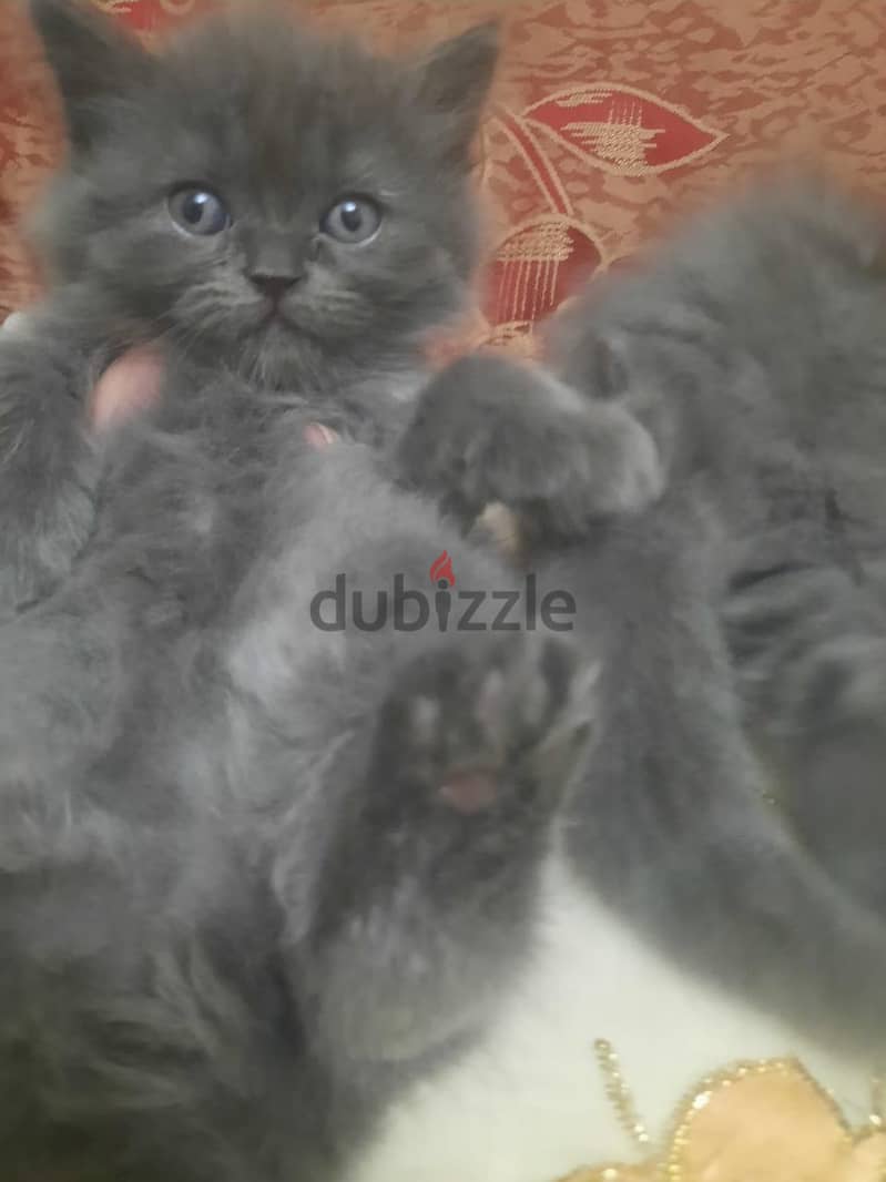 Small Cats 3
