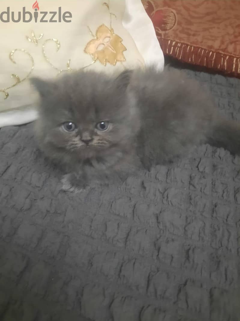 Small Cats 4