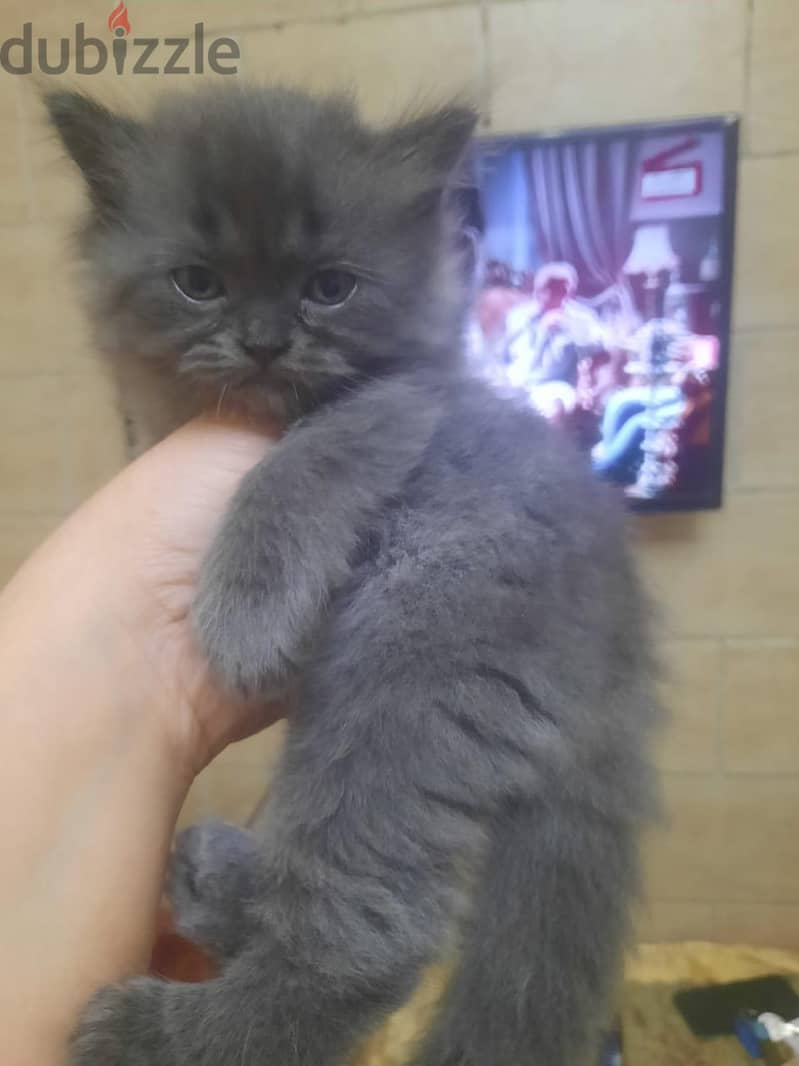 Small Cats 5