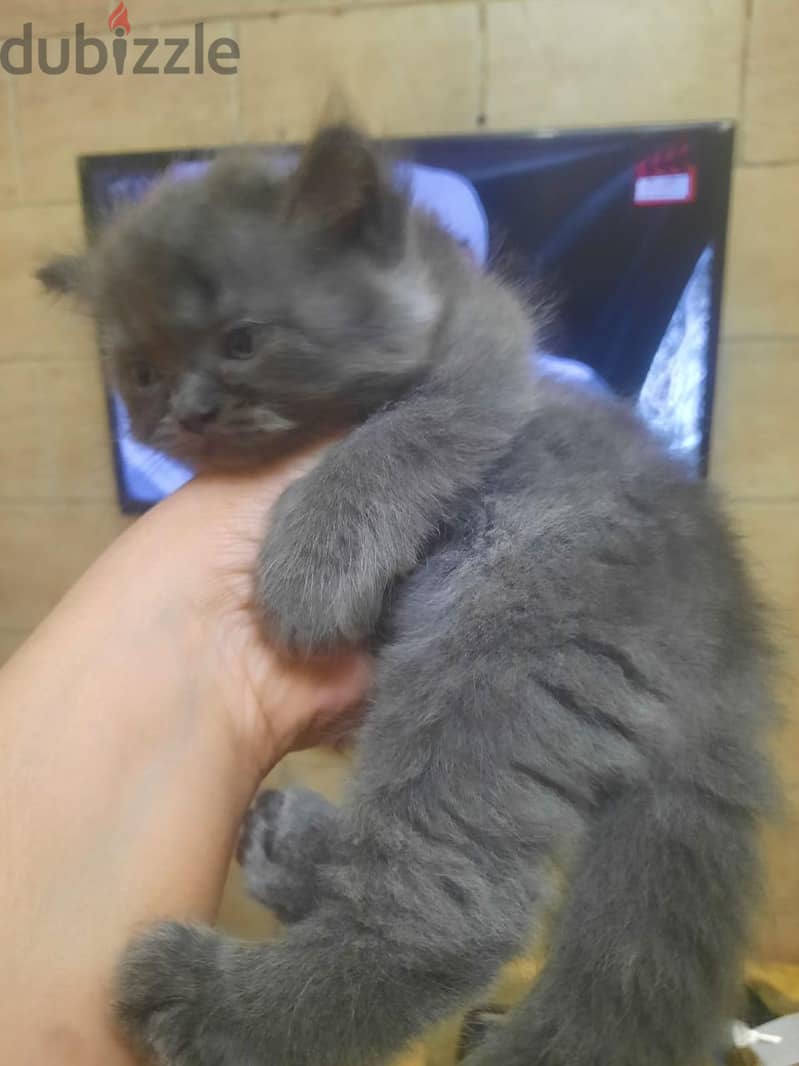Small Cats 6