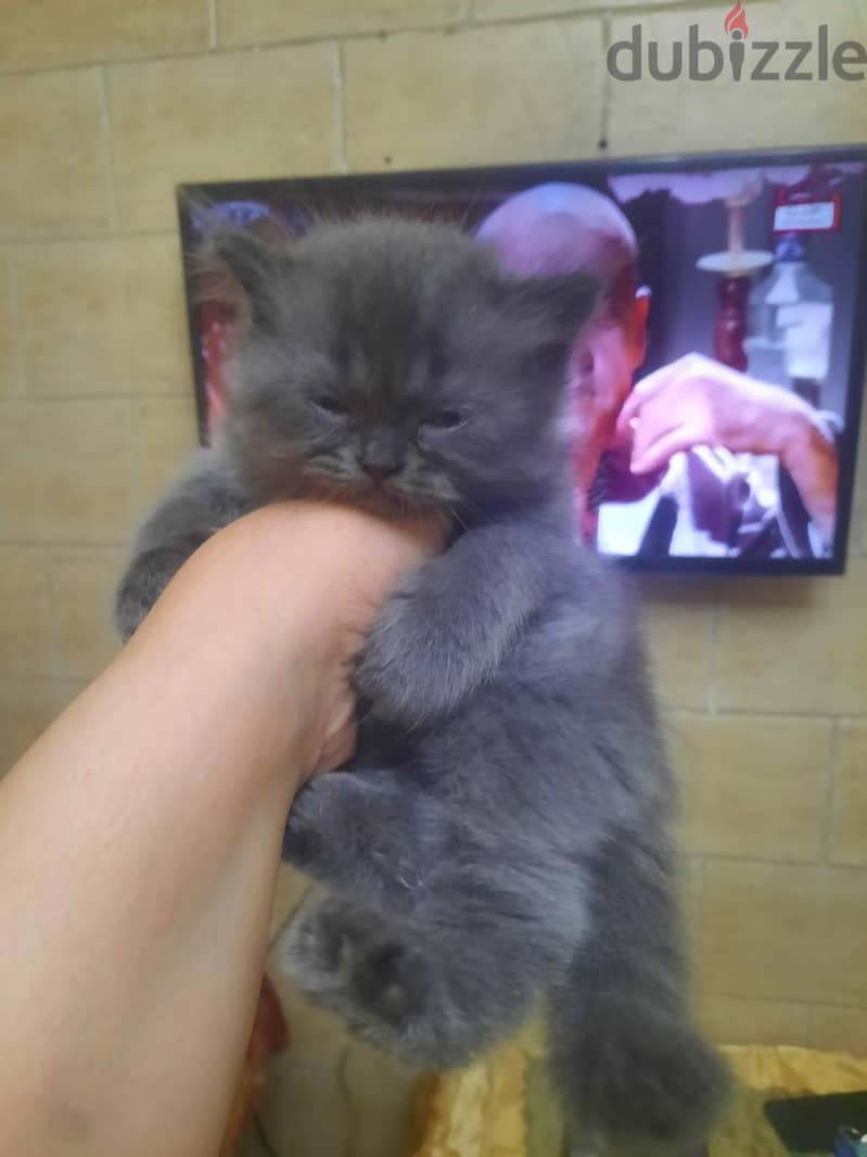 Small Cats 7