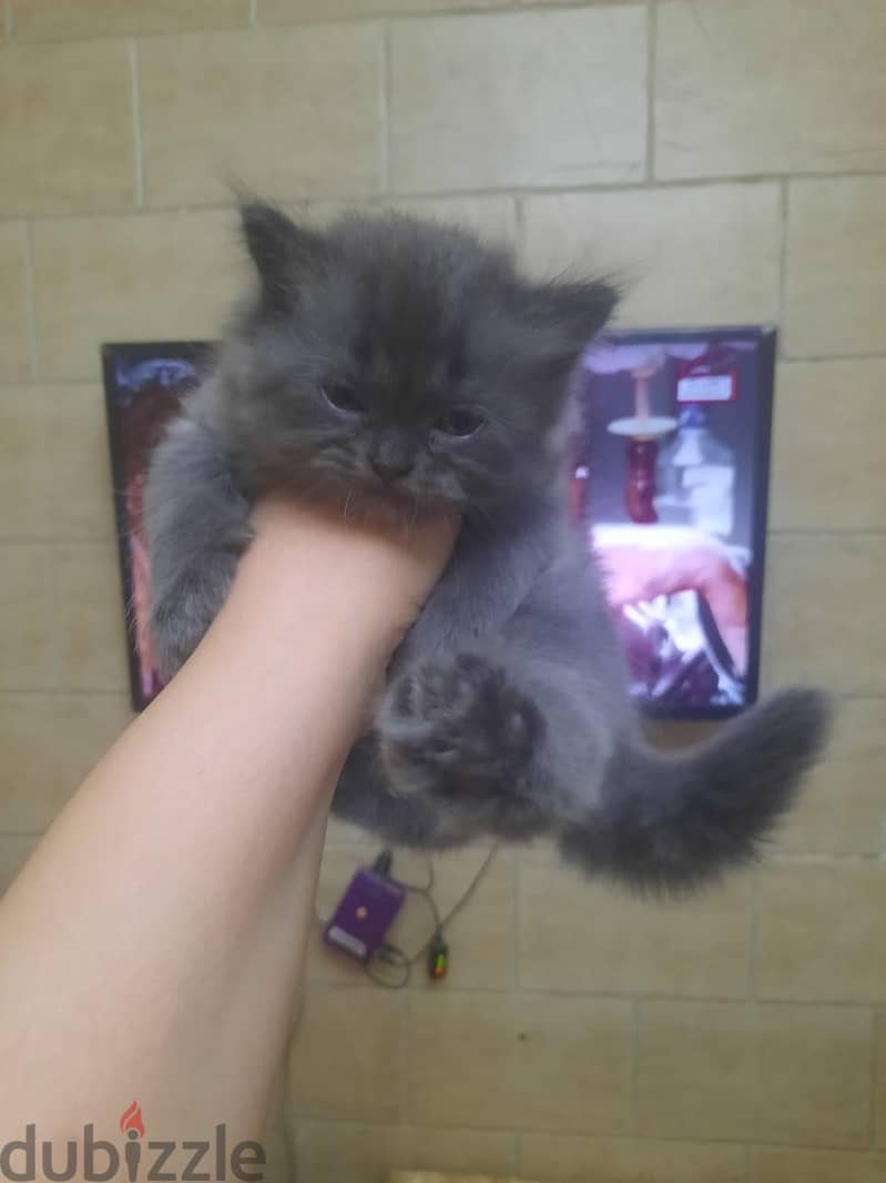 Small Cats 8