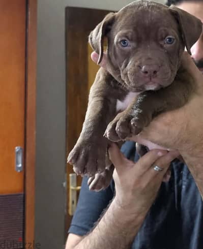 American bully xl