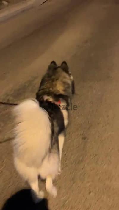 husky for sale