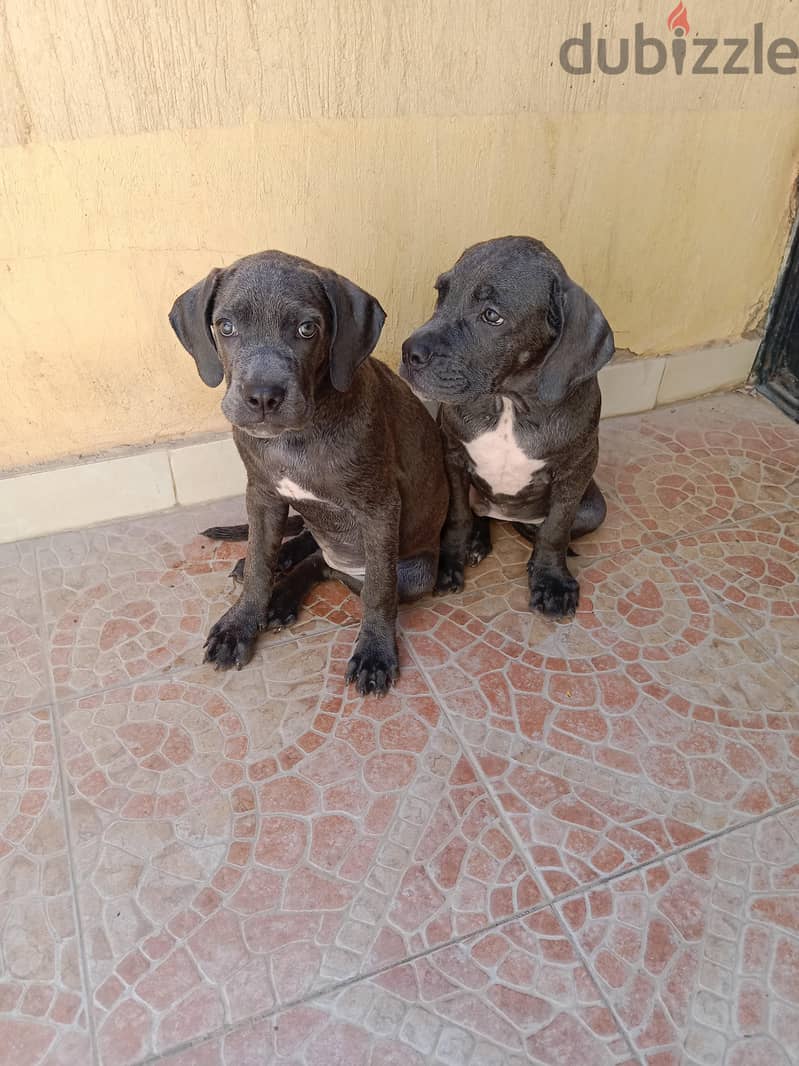 2 puppy cane Corso gray 1