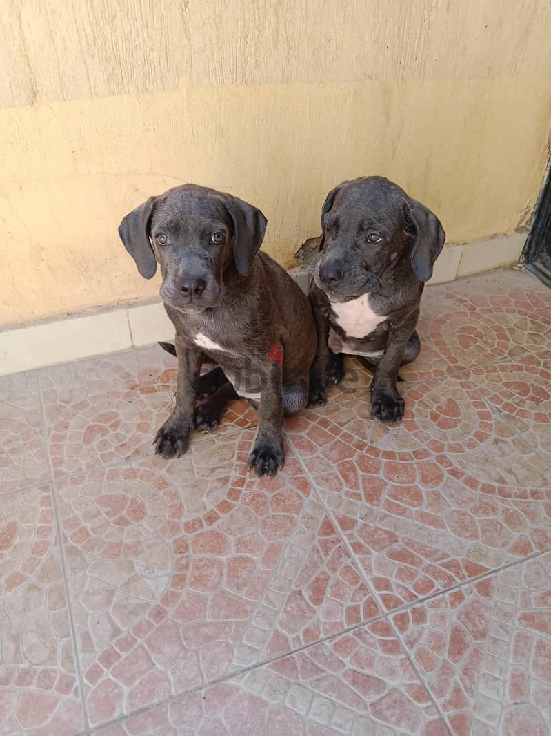 2 puppy cane Corso gray 2