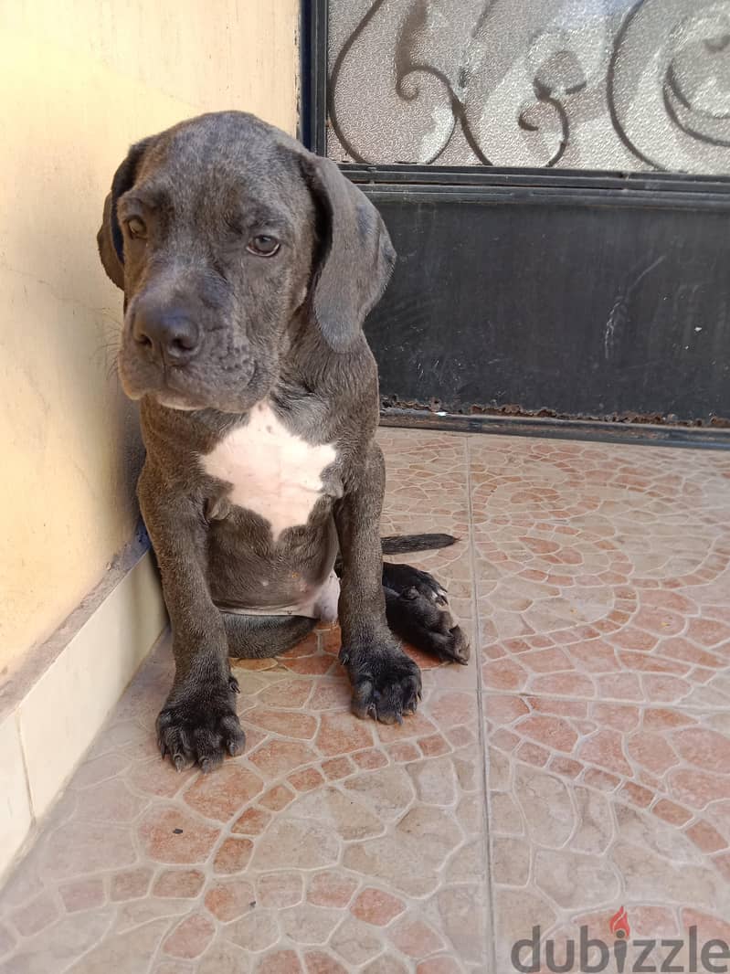 2 puppy cane Corso gray 3