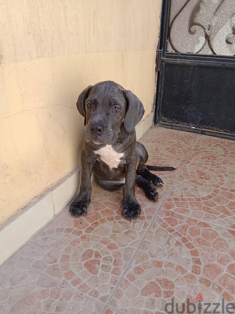 2 puppy cane Corso gray 4