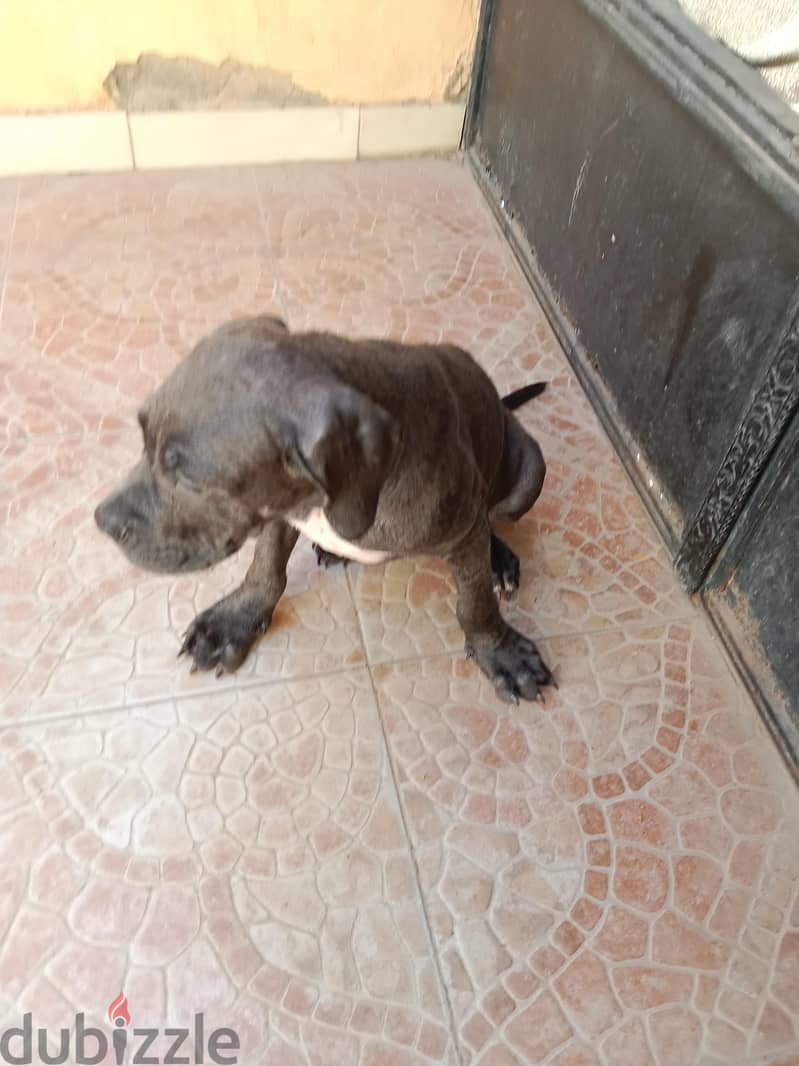 2 puppy cane Corso gray 5