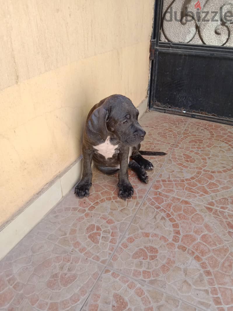 2 puppy cane Corso gray 6