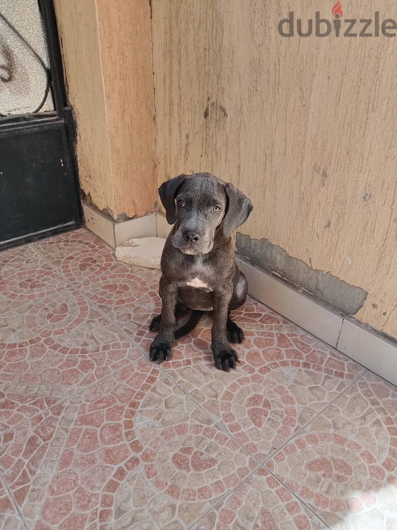 2 puppy cane Corso gray 7