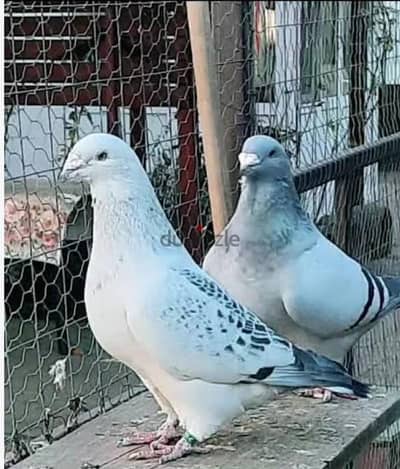 قص ديلبر
