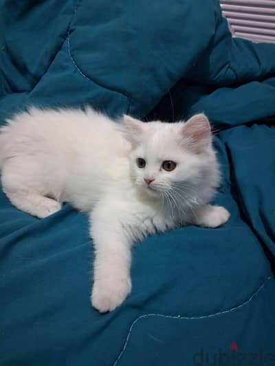 قطط شيرازي بيور male female kitten shirazi