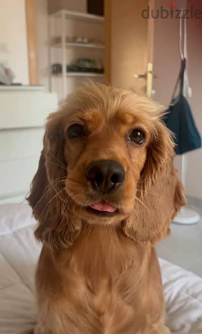 Cocker spaniel