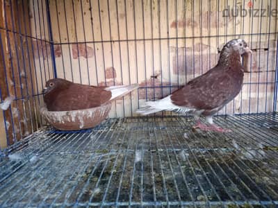 3 اجواز بلدي شغالين ضمان