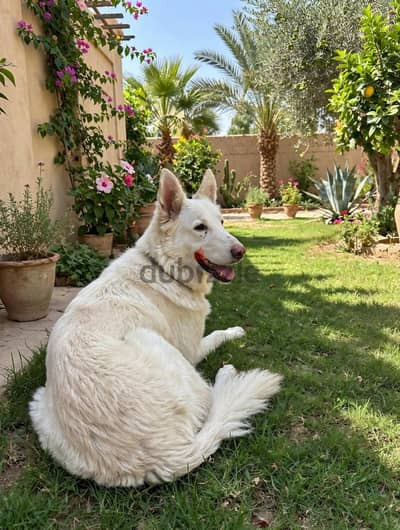 white german pure