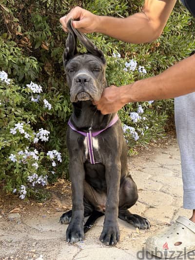 جرو كين كورسو نتاية (Cane Corso Female)