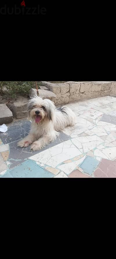 بنوته جريفون