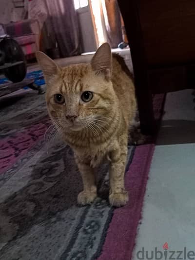 orange cat for adoption