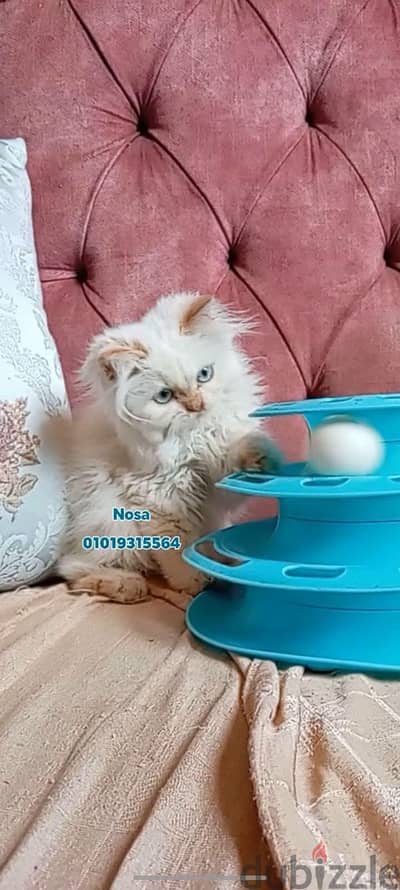 قطط هيمالايا اورانچ وهيمالايا بلو  . . موجود توصيل اى مكان