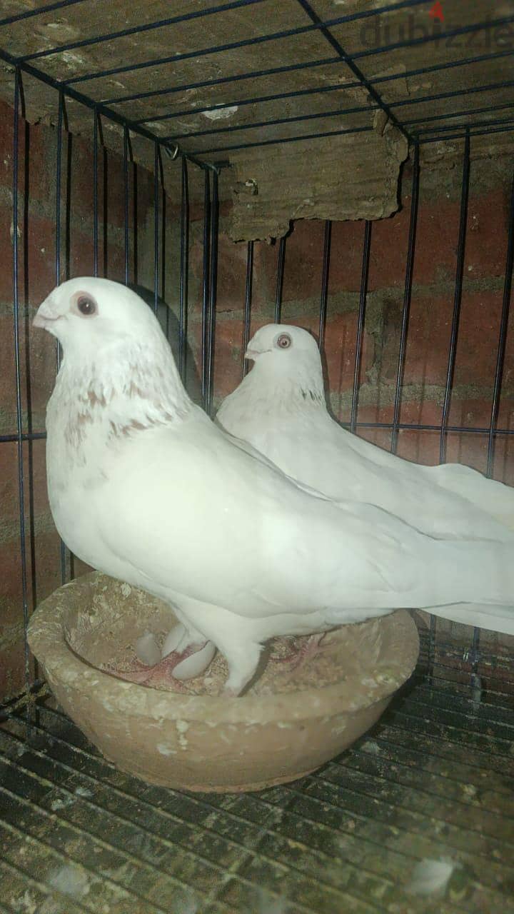 حمام. 1