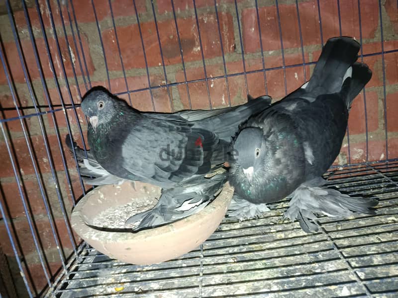 حمام. 3