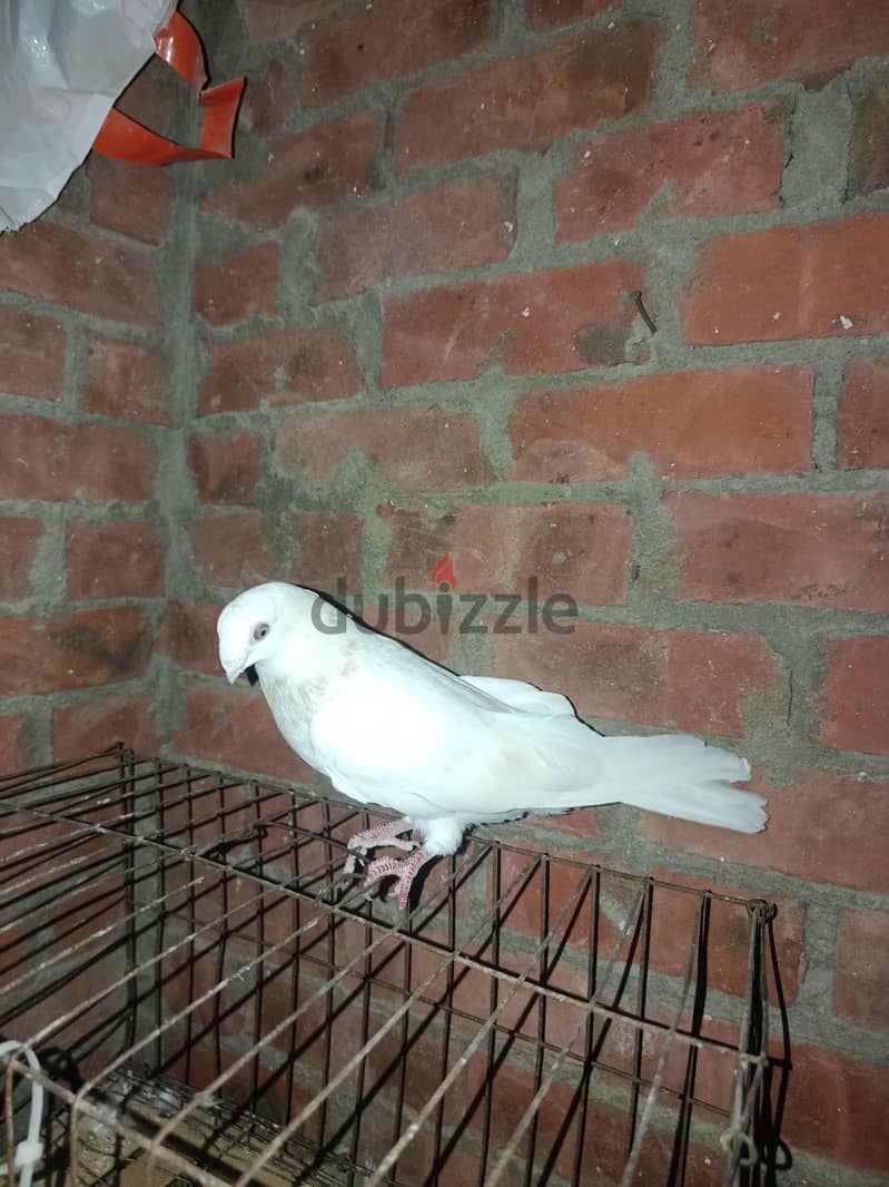 حمام. 4