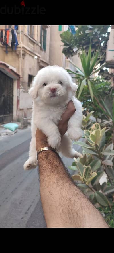 احلي دباديب جريفون