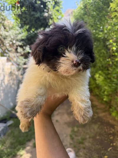 griffon dog