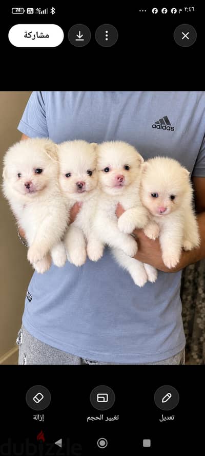 pomarenian puppy  mini size