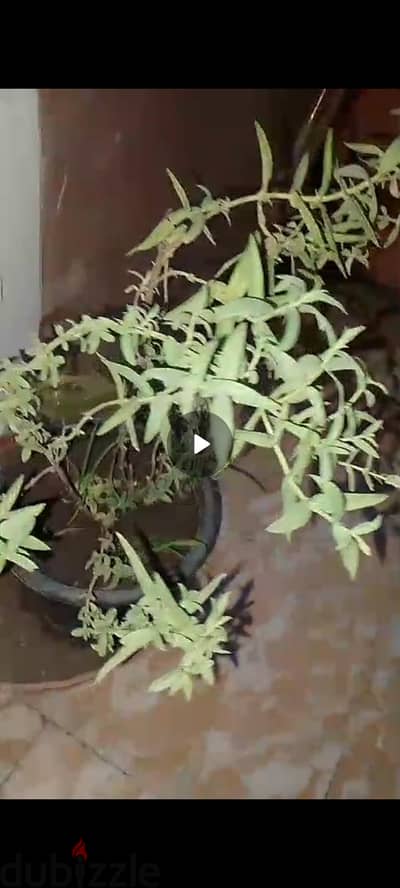 زرعه نعناع سعودي
