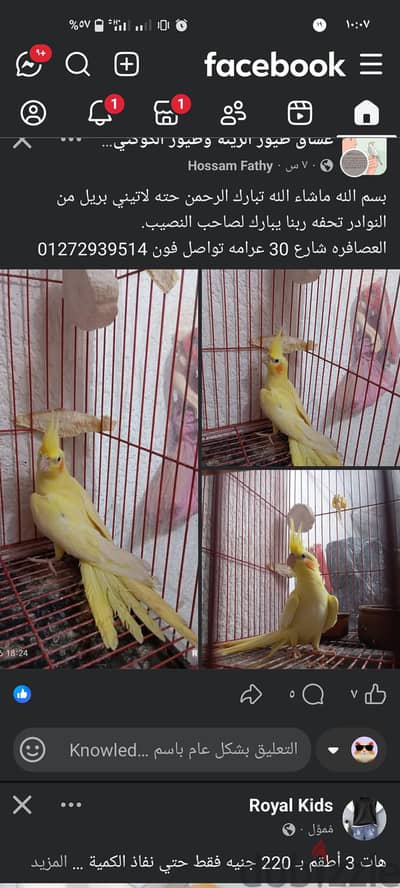 مطلوب عصافير روز شغاله