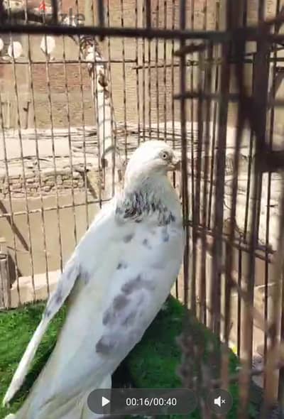 زيادات للراغبين