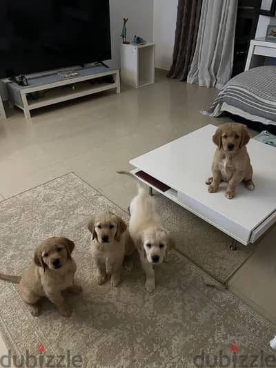 Pure Golden retriever