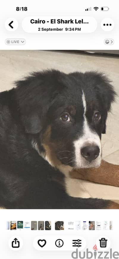 Bernese mountain