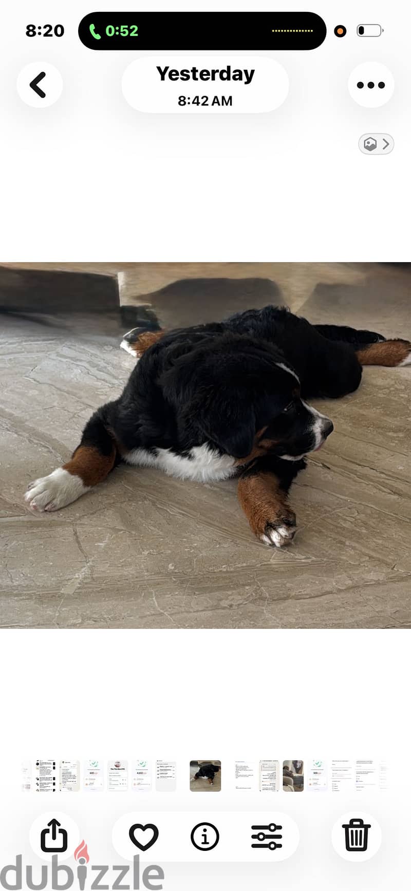 Bernese mountain 1
