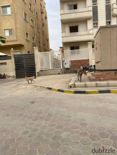 Saint Fatima, Nasr City, Cairo