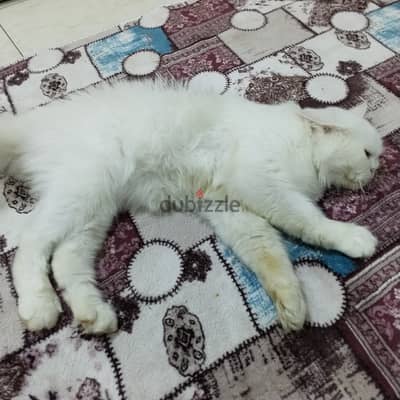 قطه لبيع 200 جنيه