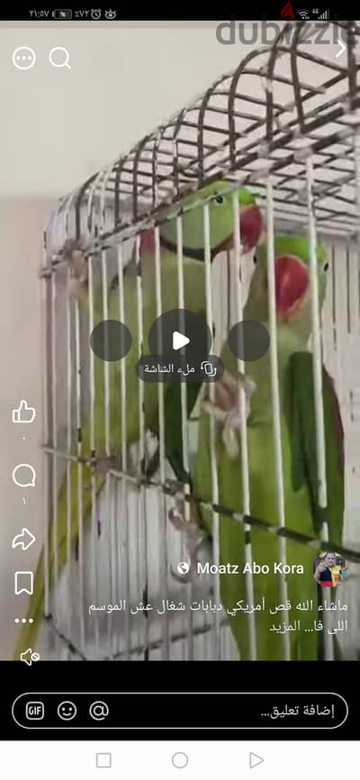 قص دره أمريكي شغال