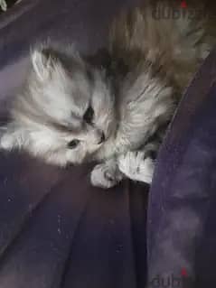 قط شرازي