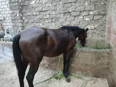 حصان جر للبيع مؤدب ويعلم الي يركبة الجر