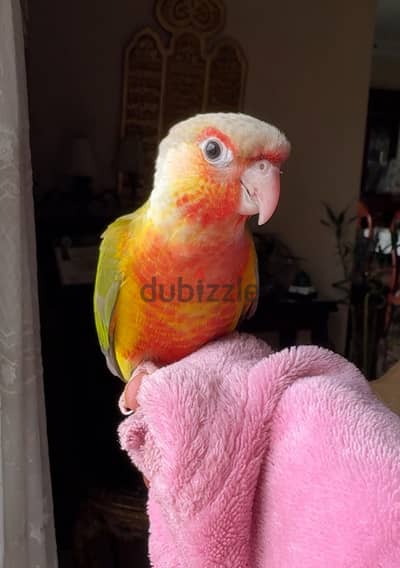 بغبغان كنيور - conure parrot
