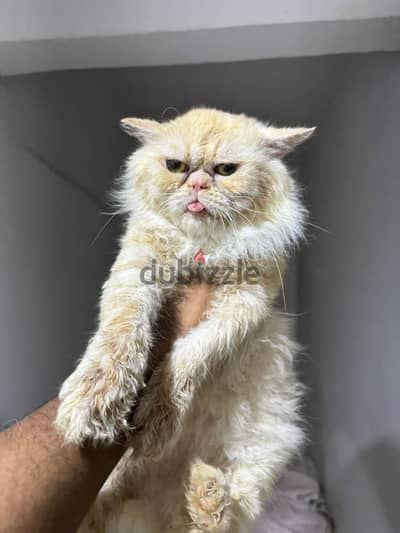 ولد بيرشن زرار منتج