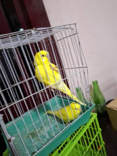زغاليل بادجي للبيع
