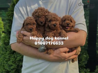 Toy poodle top quality